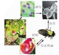 兰花：植物界的“骗子”