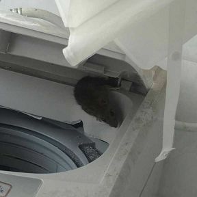 老鼠咬洗衣机1.jpg